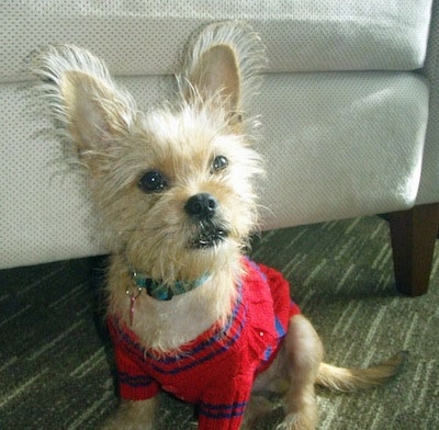 Front side view - A perk-eared, tan Papigriffon puppy is wearing a red with blue sweater looking up and forward in front of a white arm chair.